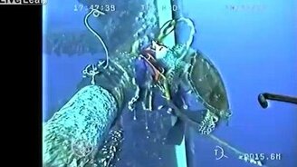 Любознательная черепаха - смотреть видео (3:00)