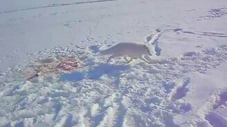 Песец украл варежку - смотреть видео (0:48)