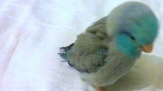 Как действует дабстеп - смотреть видео (0:05)