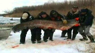 Cом из Волги весом почти 200 кг - смотреть видео (0:31)