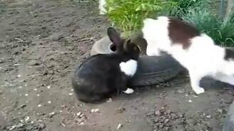 Оставь меня в покое - смотреть видео (0:46)