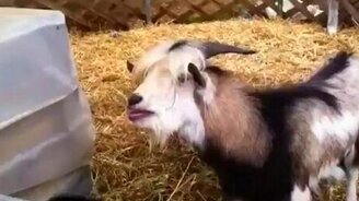 Кудахтающий козёл - смотреть видео (1:11)