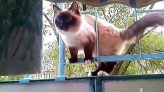 Кошачий слалом - смотреть видео (0:26)