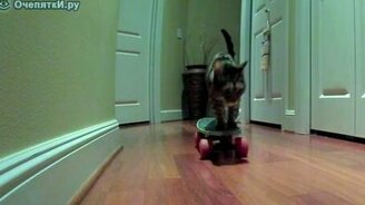 Кот на скейтборде - смотреть видео (0:20)
