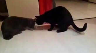 Поел сам - дай поесть другому - смотреть видео (0:45)