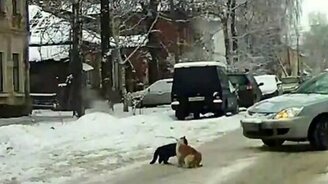 Мохнатая разборка на дороге - смотреть видео (2:06)