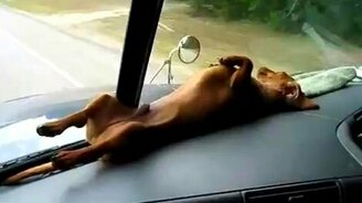 Отличное место для сна - смотреть видео (0:21)