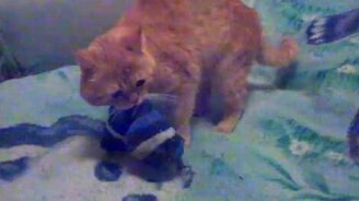 Котэ и носок - смотреть видео (1:42)