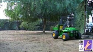 Пёс за рулём - смотреть видео (0:47)