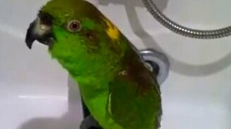 Попугай исполняет арии - смотреть видео (2:19)
