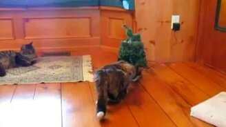 Кошки против рождественской ёлки - смотреть видео (0:12)