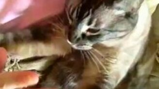 Котик хочет ласки - смотреть видео (0:59)