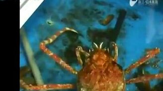 Краб-паук снимает панцирь - смотреть видео (1:36)