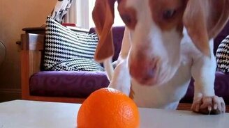 Щенок против апельсина - смотреть видео (1:11)