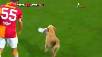 Два щенка на футбольном поле - смотреть видео (1:12)