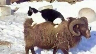 Баран-такси - смотреть видео (0:48)