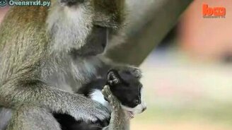 Котёнок в плену у макаки - смотреть видео (0:35)