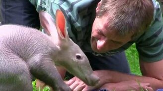 Забавный свинокрот - смотреть видео (1:15)