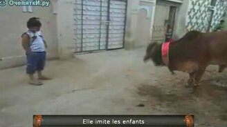 Прикольная свежая подборка - смотреть видео (13:03)