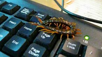 Крымская кольчатая сколопендра - смотреть видео (1:01)