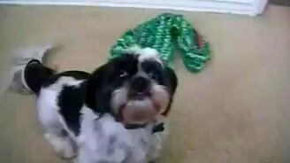 Этого пса можно в ужастик - смотреть видео (0:53)