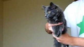 Точка равновесия у кошки - смотреть видео (0:25)