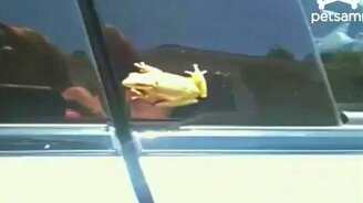 Ужастик с лягушкой - смотреть видео (0:34)