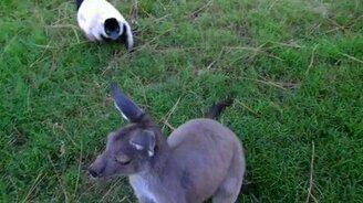 Весёлый зоопарк - смотреть видео (0:57)