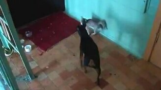 Отчаянный котёнок берётся с собакой - смотреть видео (1:40)