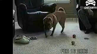 Три мячика в пасти у шарпея - смотреть видео (0:31)