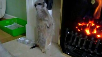 Сурикат греется у камина - смотреть видео (2:14)