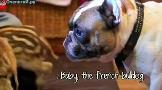 Полосатые поросята и их кормильцы - смотреть видео (1:29)