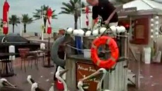 Шустрая чайка против пеликанов - смотреть видео (0:26)