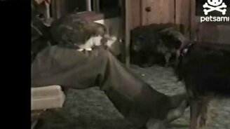 Крыса, кошка и собака - смотреть видео (0:29)