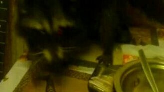 Енот жрёт прямо со стола! - смотреть видео (2:05)