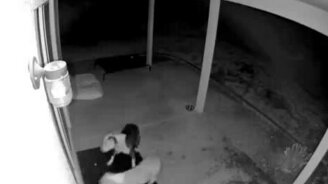 Пёс врезался в темноте - смотреть видео (0:21)