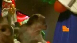 Обезьянка ошалела - смотреть видео (0:11)