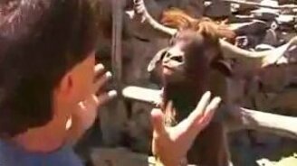 Разговор с козлом - смотреть видео (1:30)