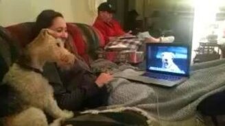 Собаки общаются по Скайпу - смотреть видео (0:58)