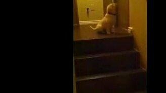 Мамка учит щенка спускаться - смотреть видео (1:49)