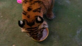 Покормили киску - смотреть видео (0:42)