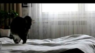 Резвая Машка - смотреть видео (0:31)