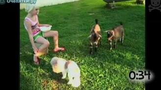 Козлы атакуют - смотреть видео (0:57)