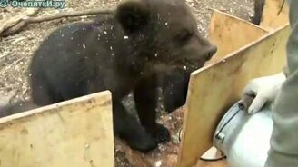 Как кормят медвежат - смотреть видео (4:49)