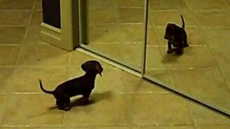 Маленький щенок и зеркало - смотреть видео (0:56)