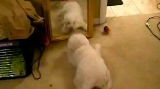 Безумный пёсик против зеркала - смотреть видео (0:46)