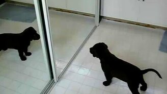 Щенок и его отражение в зеркале - смотреть видео (0:50)