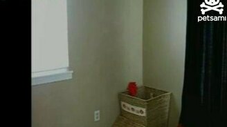 Кошка-прачка - смотреть видео (1:01)