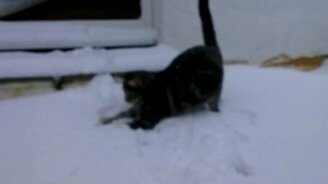 Котяра разгребает сугробы - смотреть видео (2:08)
