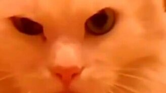 Подборка злых котов - смотреть видео (2:39)